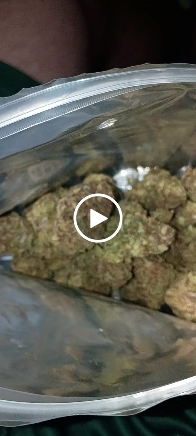 Customer video review of Gorilla Glue THCA Flower