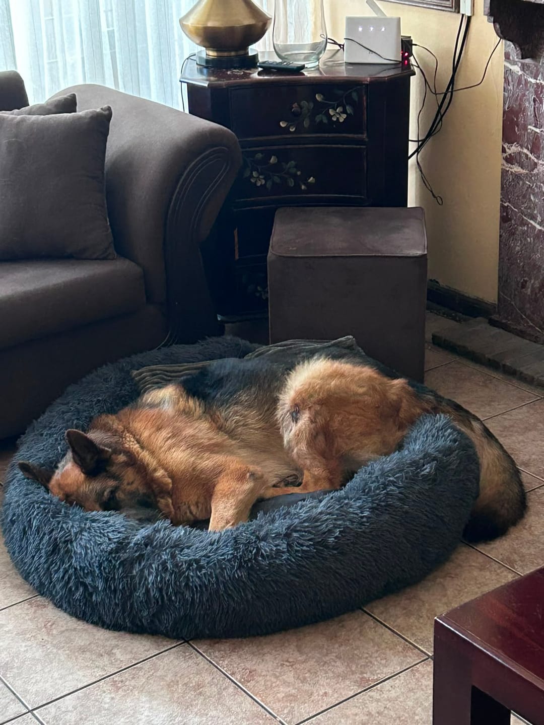 Customer photo review of Cama Anti-Estrés THE DOGS — Menos ansiedad, más descanso