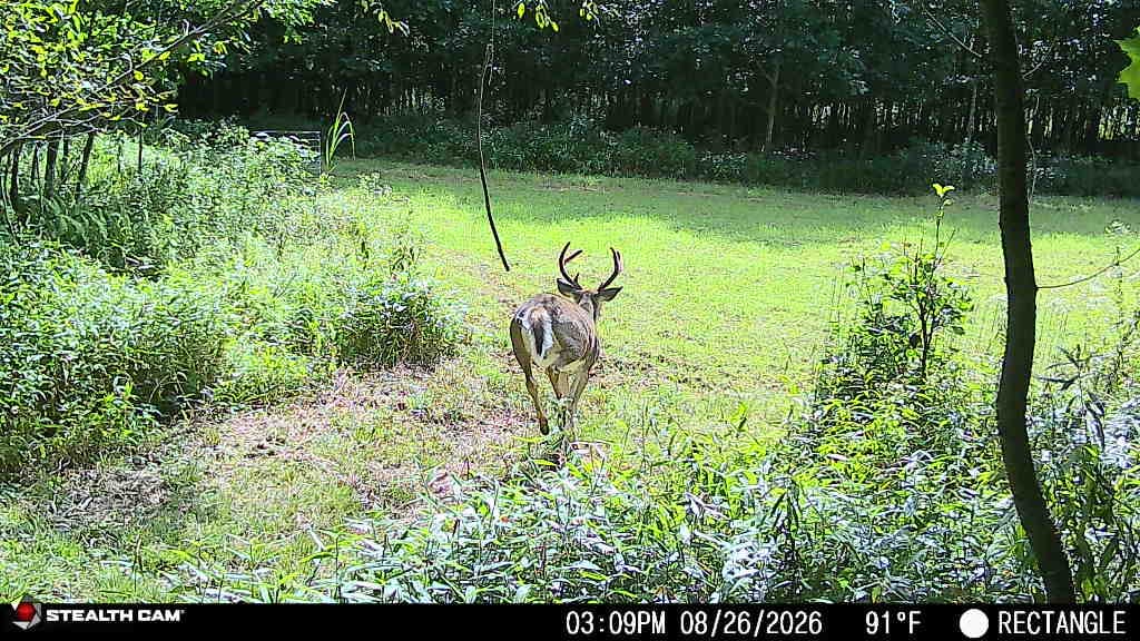Customer photo review of 3-Way Grainz Food Plot Seed