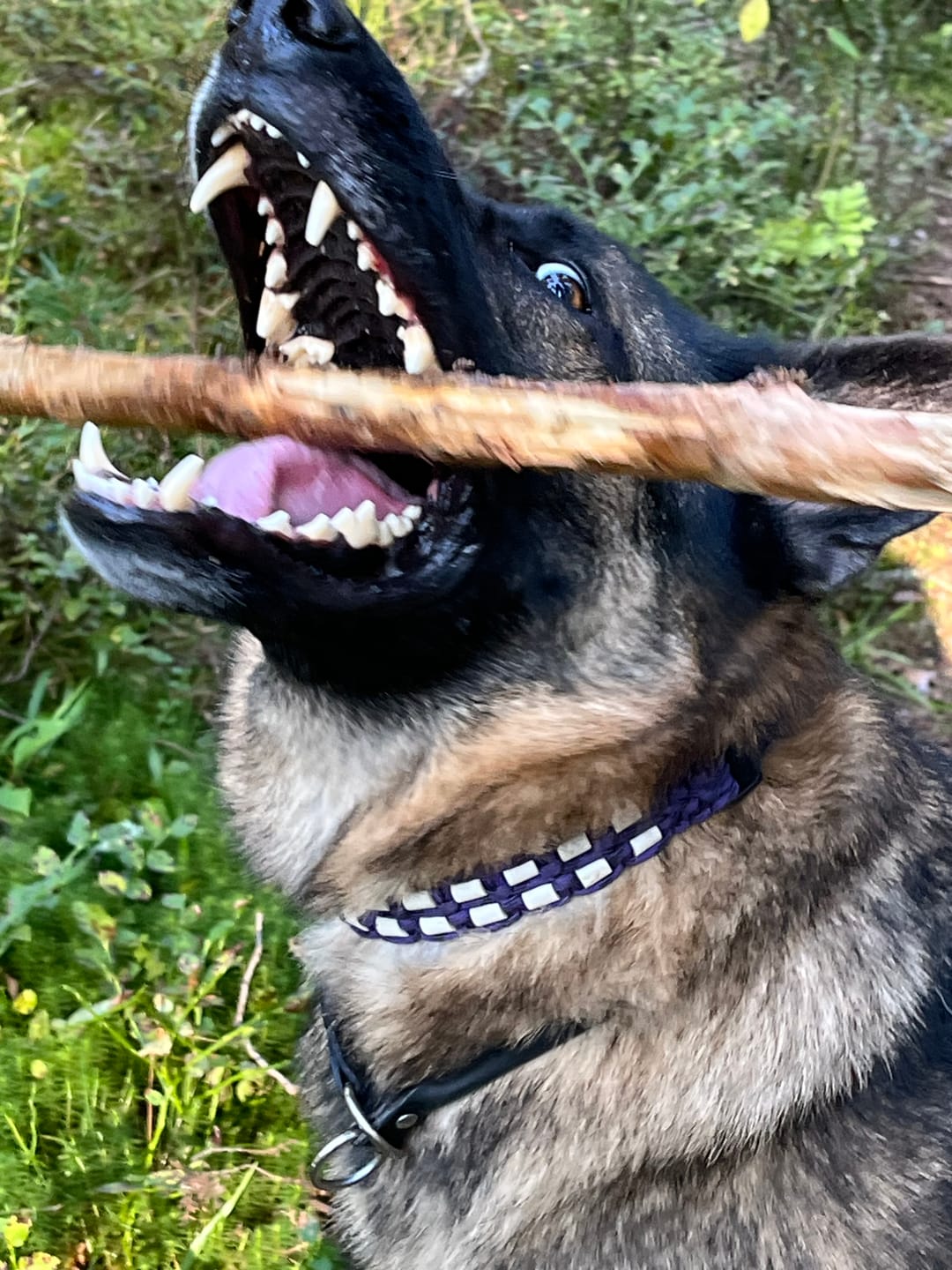 Customer photo review of Hundfoder Lamm & Ris, 11kg