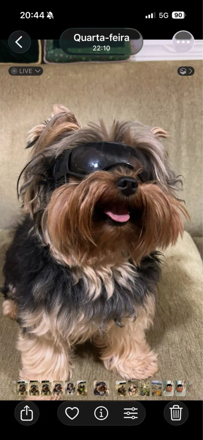 Customer photo review of CANLUX Pet - Gafas para Mascotas