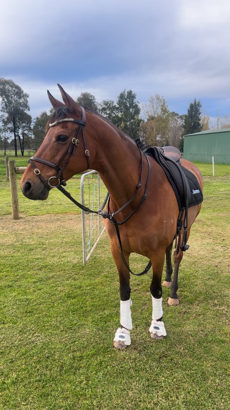 Customer photo review of Thames Hickstead Dressage Pad - White