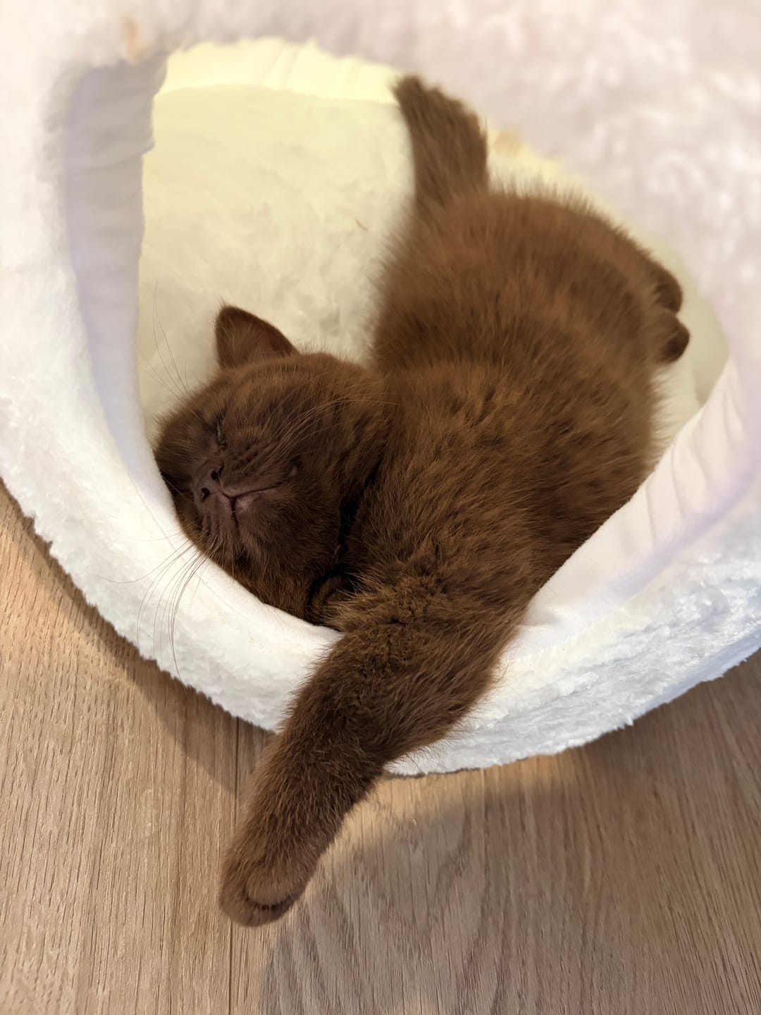 Customer photo review of PURROOM Little Chicken Series- Enclosed Plush Pet Bed