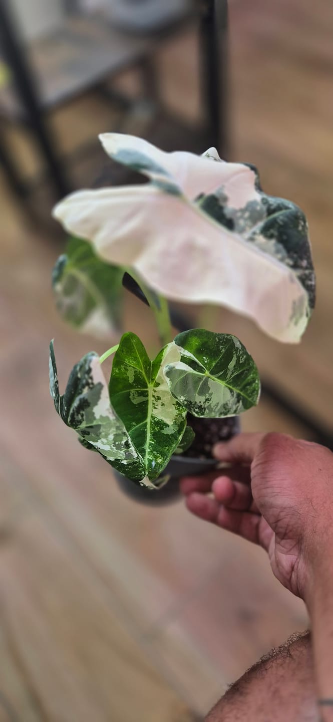 Customer photo review of ALOCASIA FRYDEK VARIEGATA