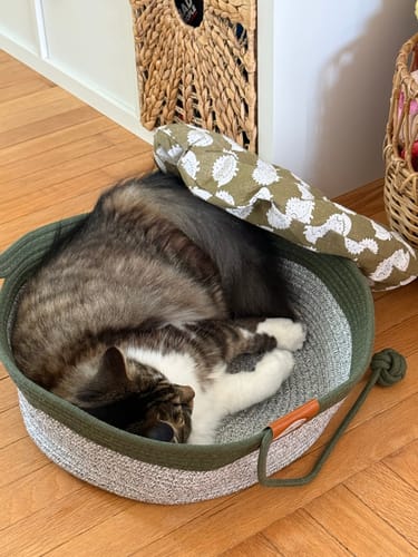 Customer's cat curled up and sleeping inside the green and white Instinct Basket on a wooden floor.