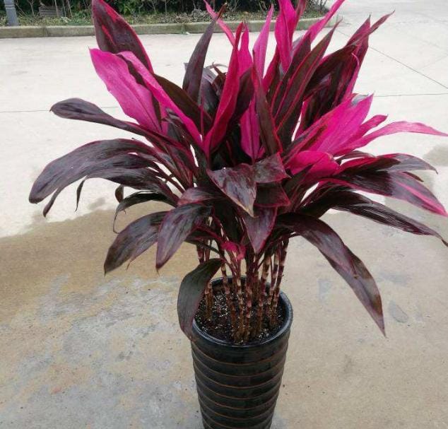 Customer photo review of 🔥Last Day 50% OFF🔥Large Realistic Artificial Boston Fern & Dragon's Blood Tree Plants
