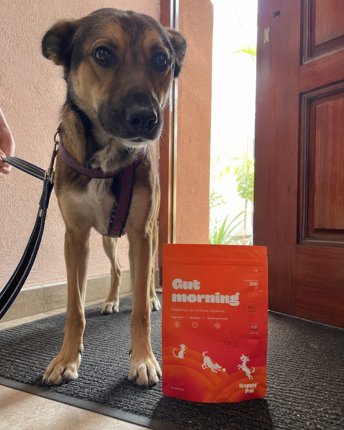 Customer photo review of Gut Morning I Probióticos para perros. Suplemento para Salud Digestiva y Salud Intestinal