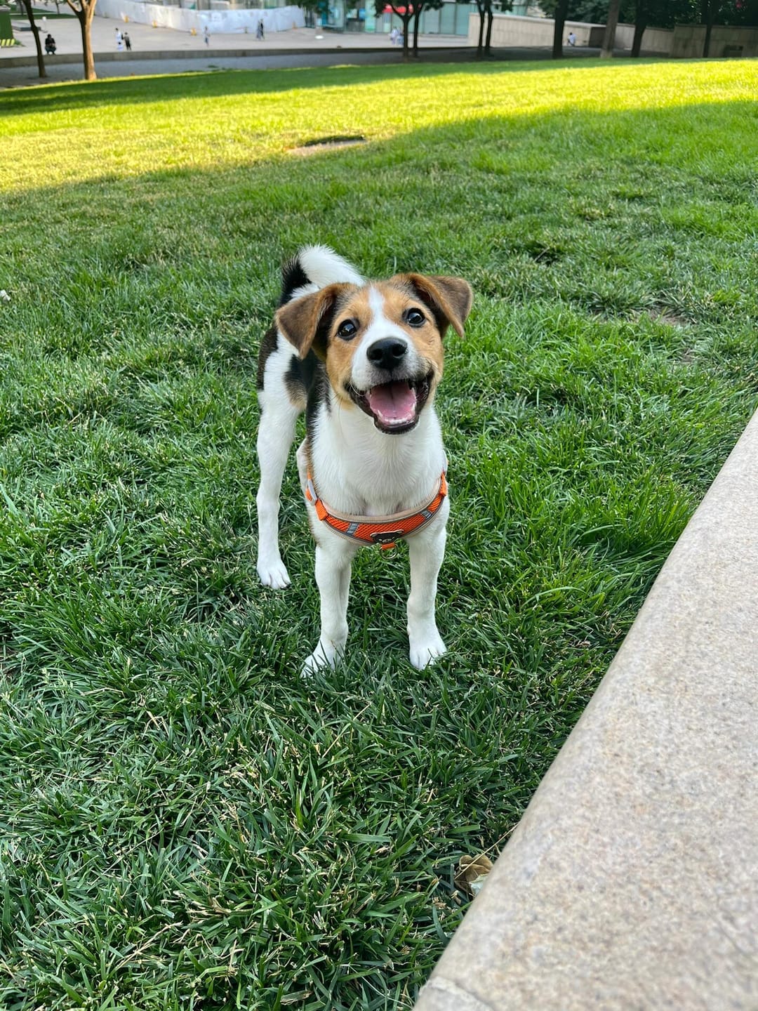 Customer photo review of Reflective No Pull Dog Harness