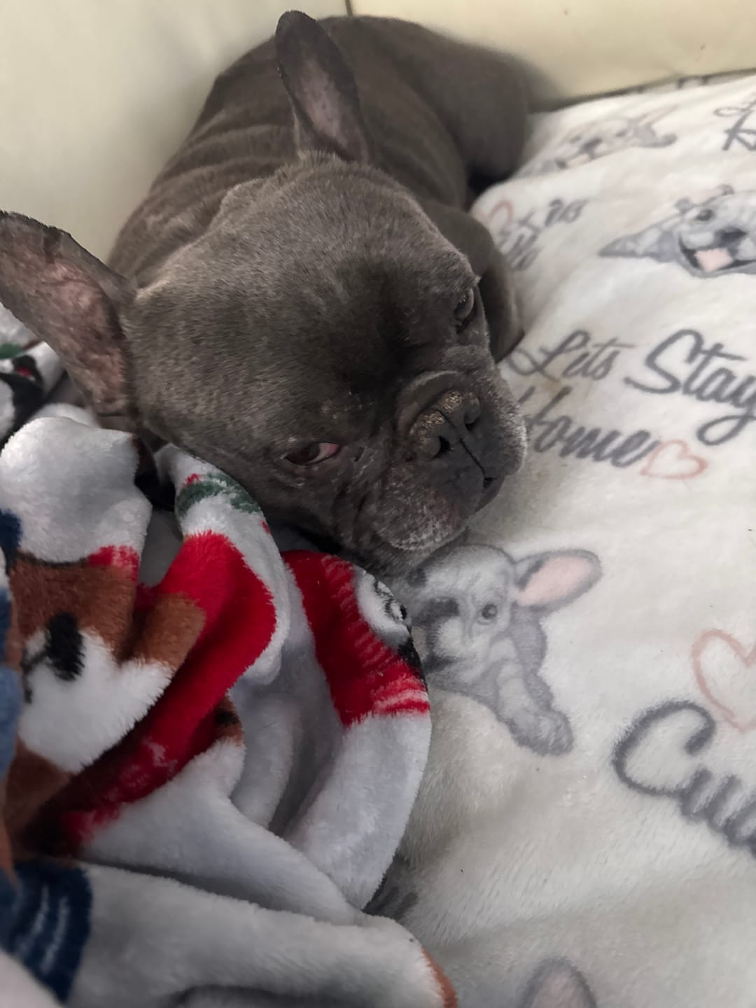 Customer photo review of Pup Labs ProDenta®