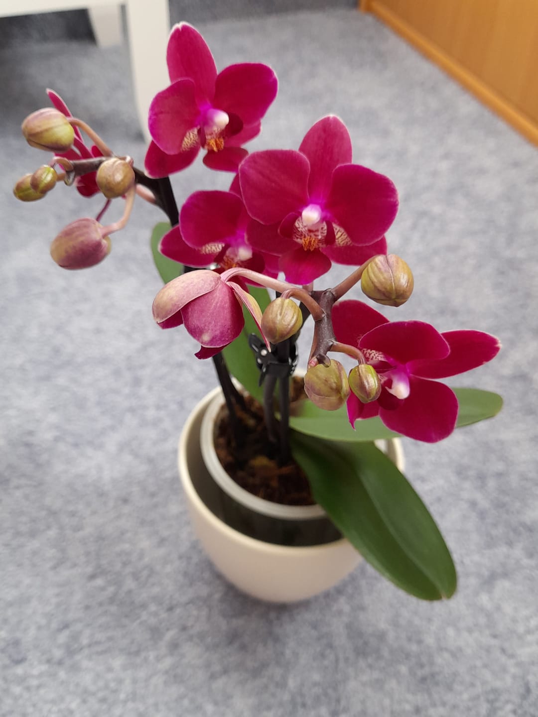 Customer photo review of Table Dance Chamonix mit weinroten Blüten und 2 Rispen
