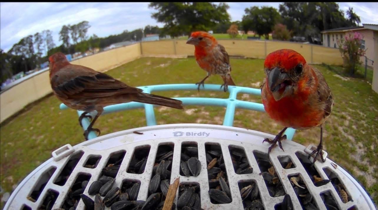 Customer photo review of Birdfy Feeder - Smart Bird Feeder with Camera Standard Kit