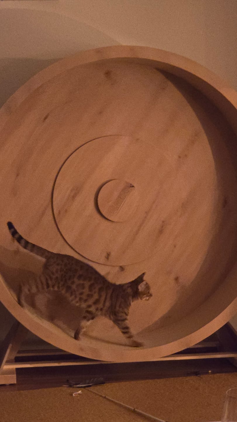 Customer photo review of Elmato Katzenlaufrad Rocky Standmodell