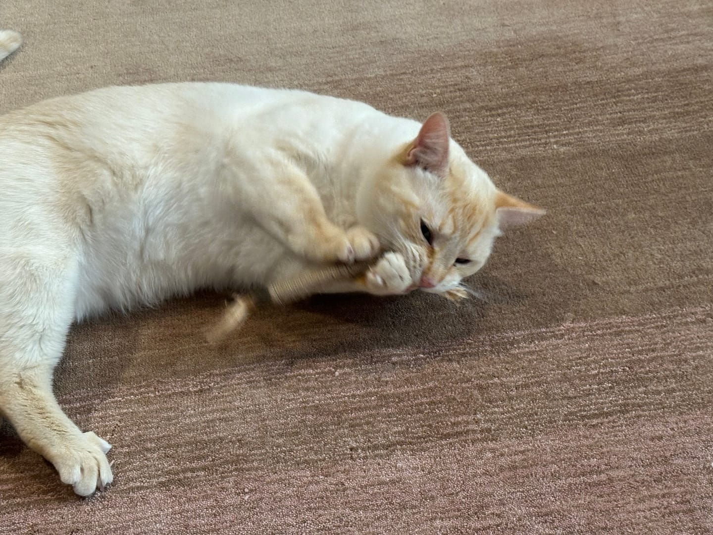 Customer photo review of Instinct Play Stick | Wild-Harvested & Chemical-Free Dental Cat Entertainment (1+1 FREE)