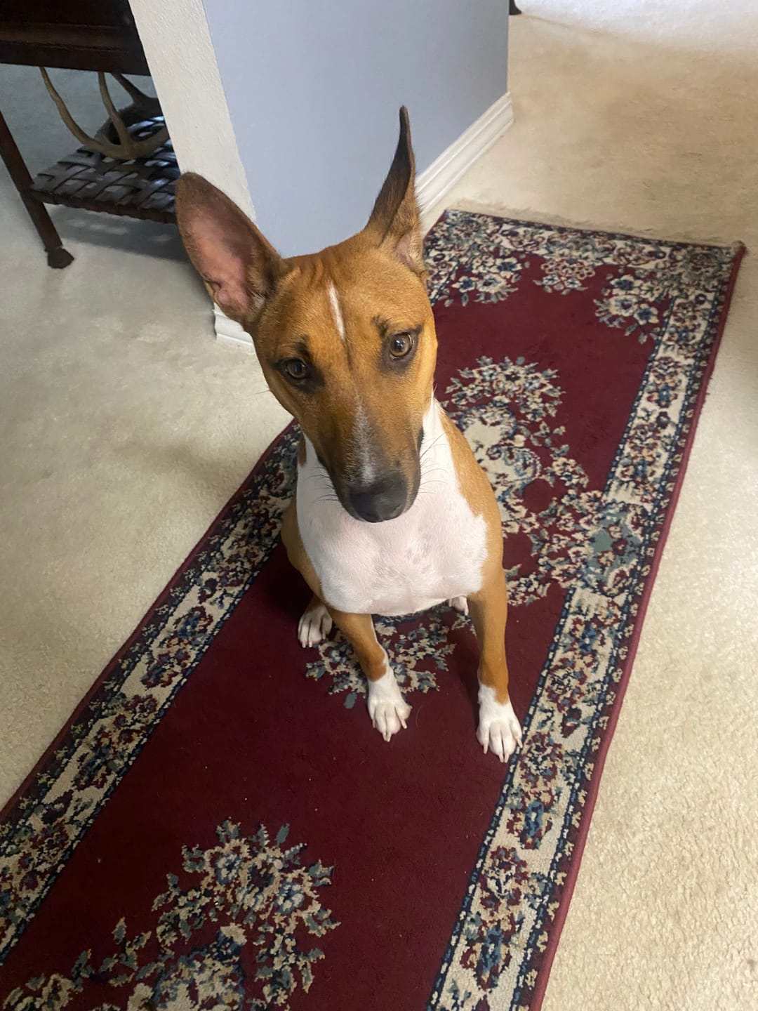 Customer photo review of Himalayan Yak Chews — All Sizes | Small to Giant Dogs