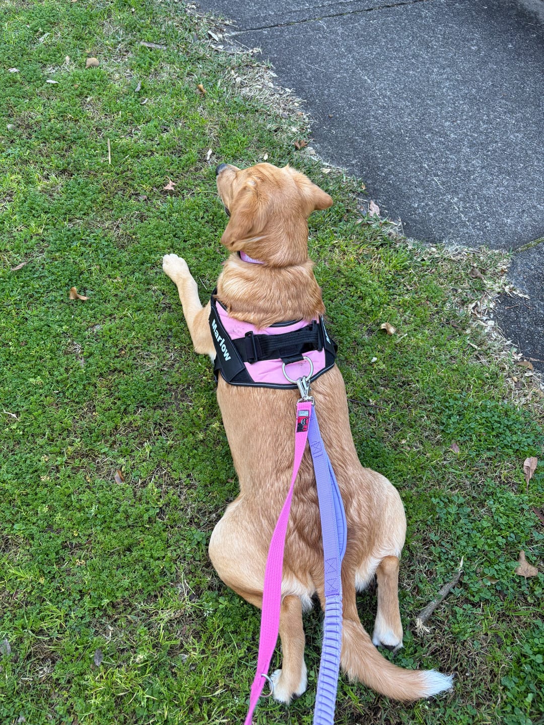 Customer photo review of Multipurpose Seatbelt Handsfree Leash & Poop Bag Holder Set
