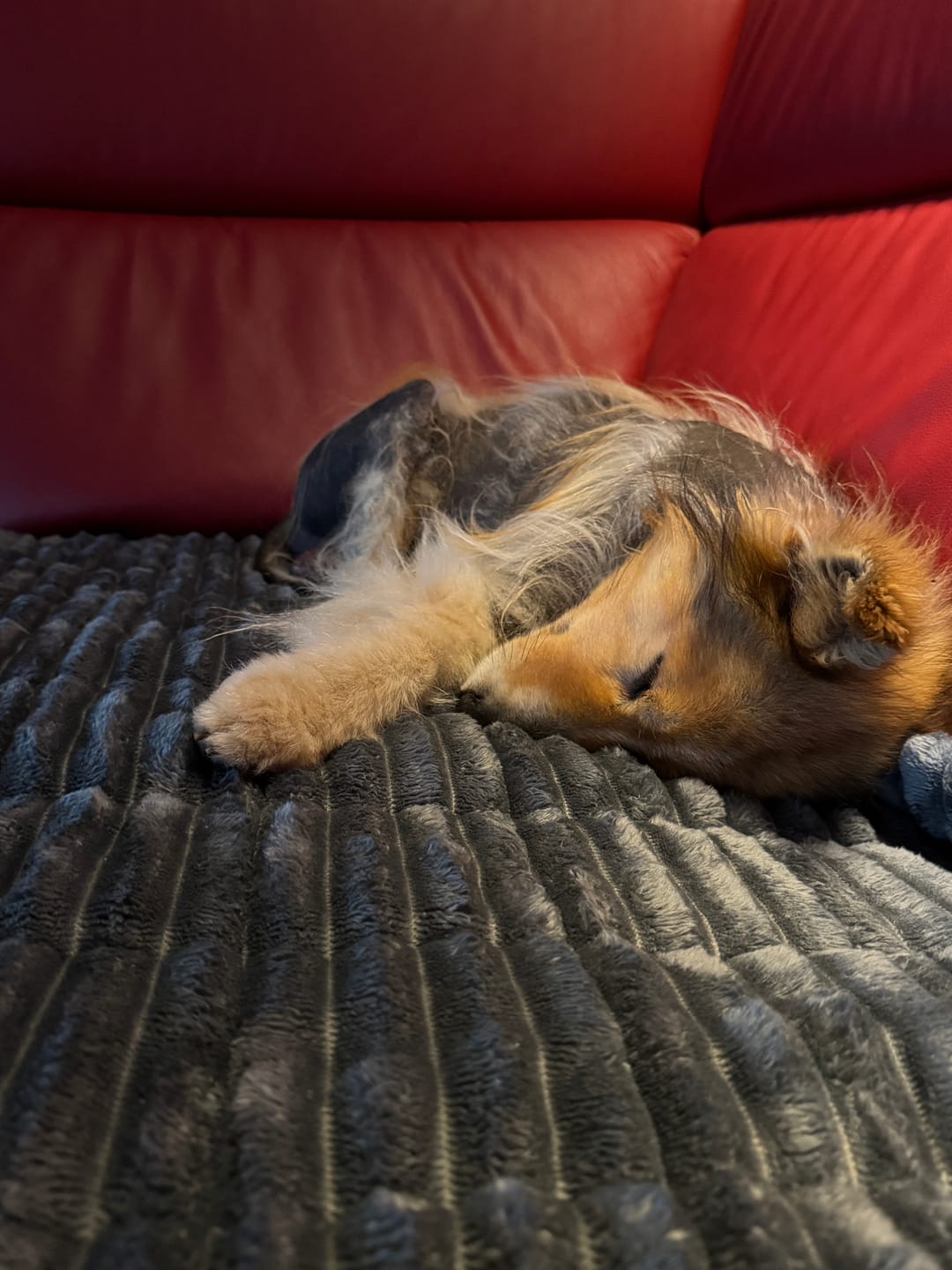 Customer photo review of PetLounge I Premium Sofa-Schutz