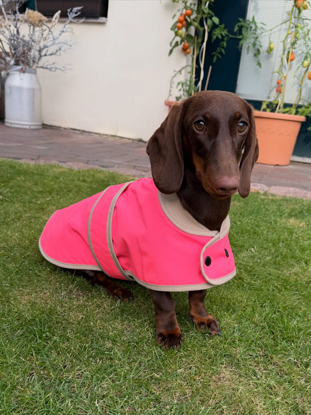 Customer photo review of THE GLOW RAINCOAT mini-fit – Hundemantel für kleine Hunderassen und Dackel in Neonpink