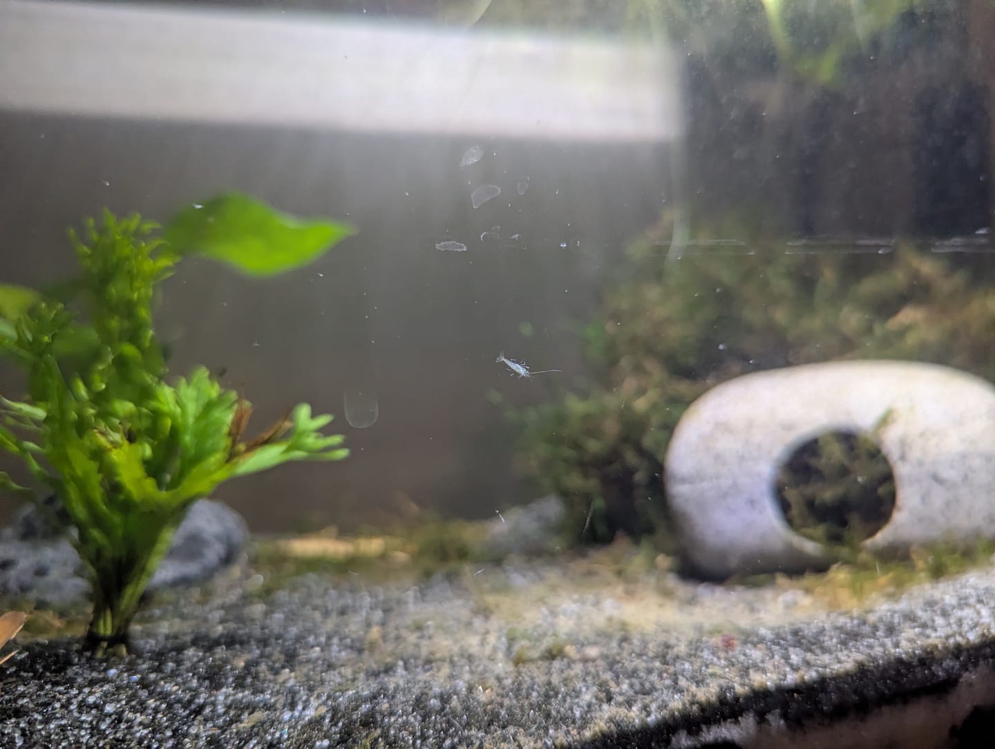 Customer photo review of Green Rili Shrimp