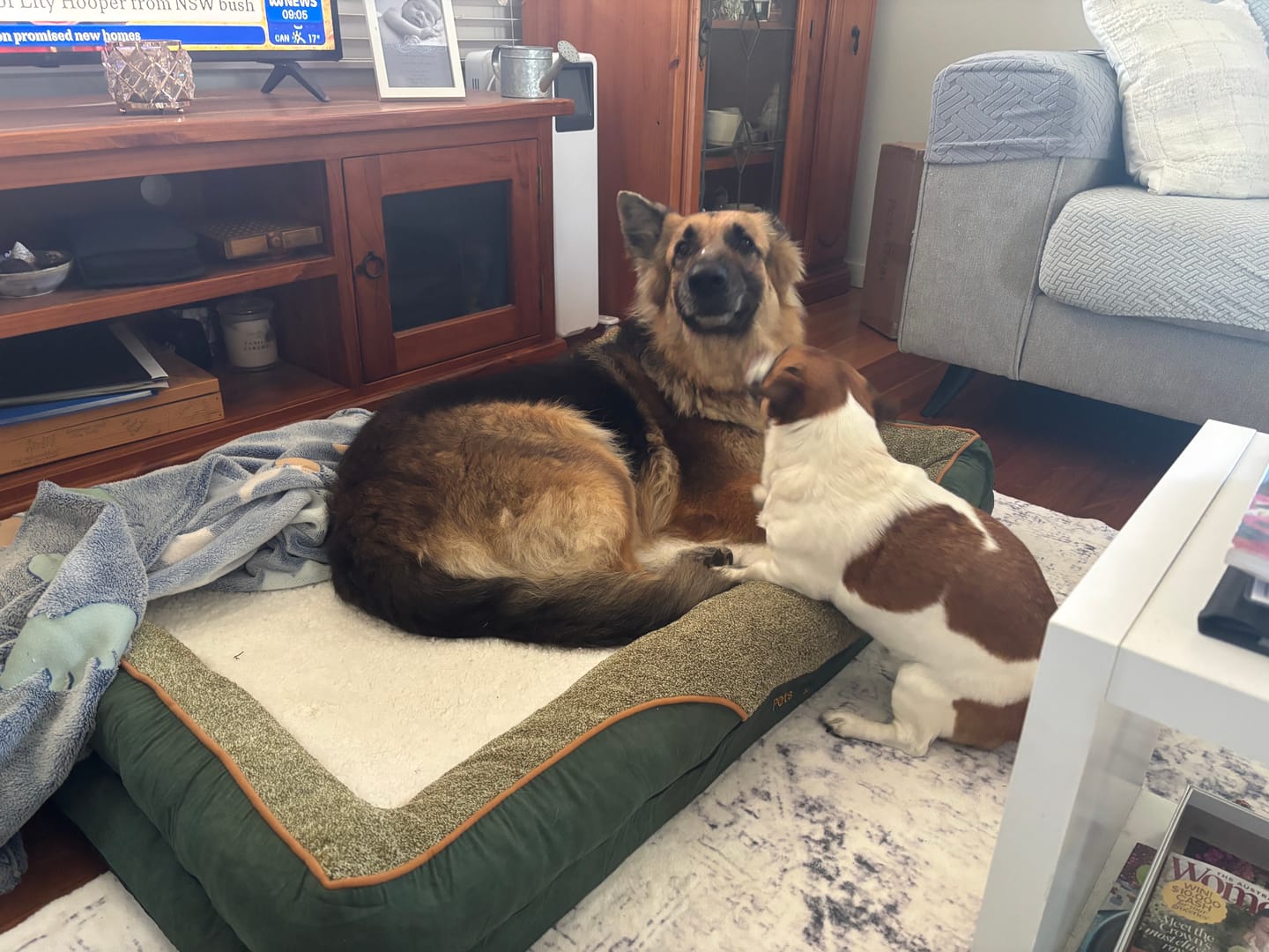 Customer photo review of Pets Gear Orthopedic Dog Bed