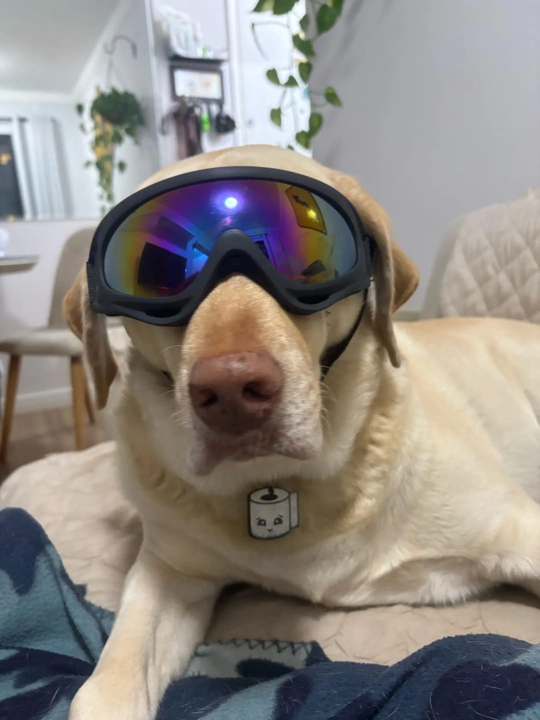 Customer photo review of CANLUX Pet - Gafas para Mascotas