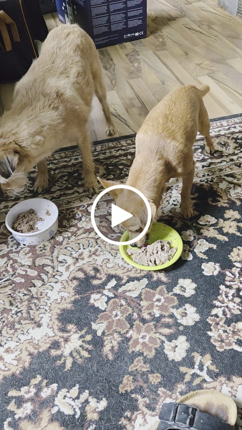 Customer video review of Darmflora Test Basic Hund