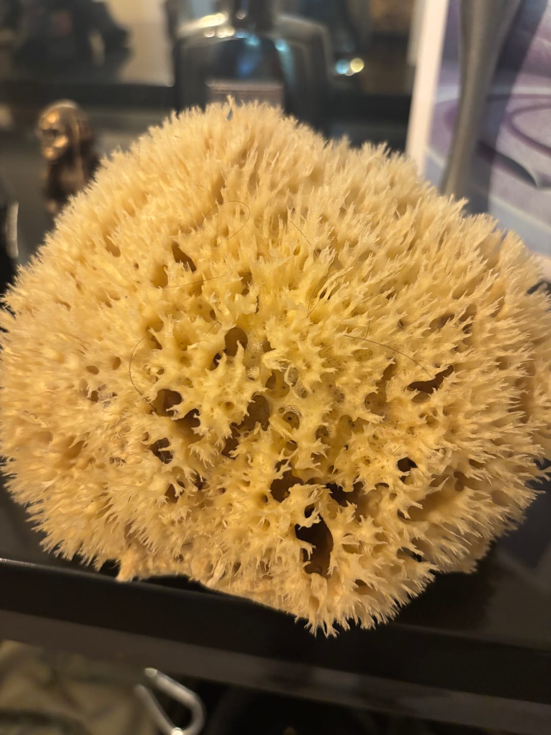 Customer photo review of Bath & Shower Natural Sea Sponges