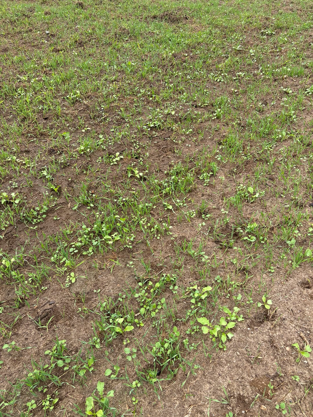 Customer photo review of Big Sexy™ Food Plot Seed