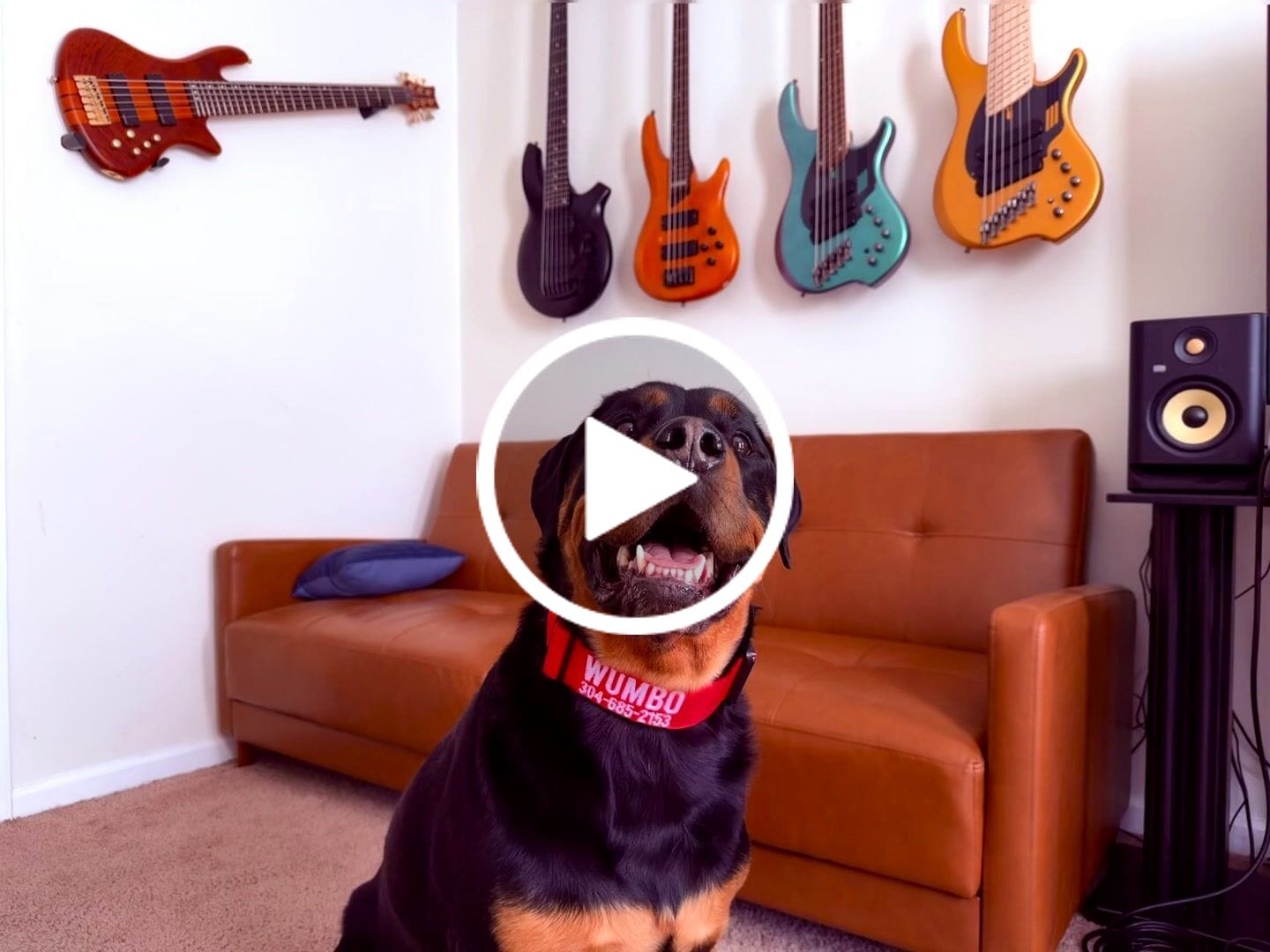 Customer video review of Bully Proof Collar