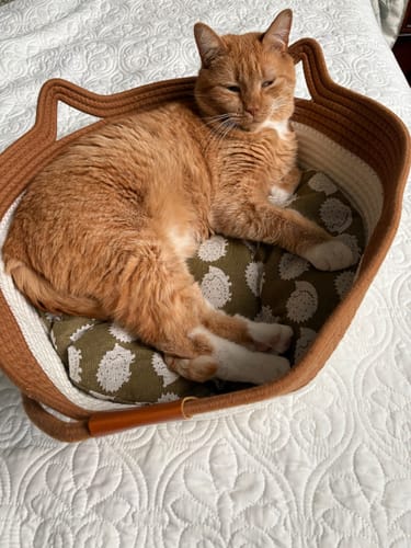 Customer's orange cat lying inside the Instinct Basket, which is made of brown and white rope.