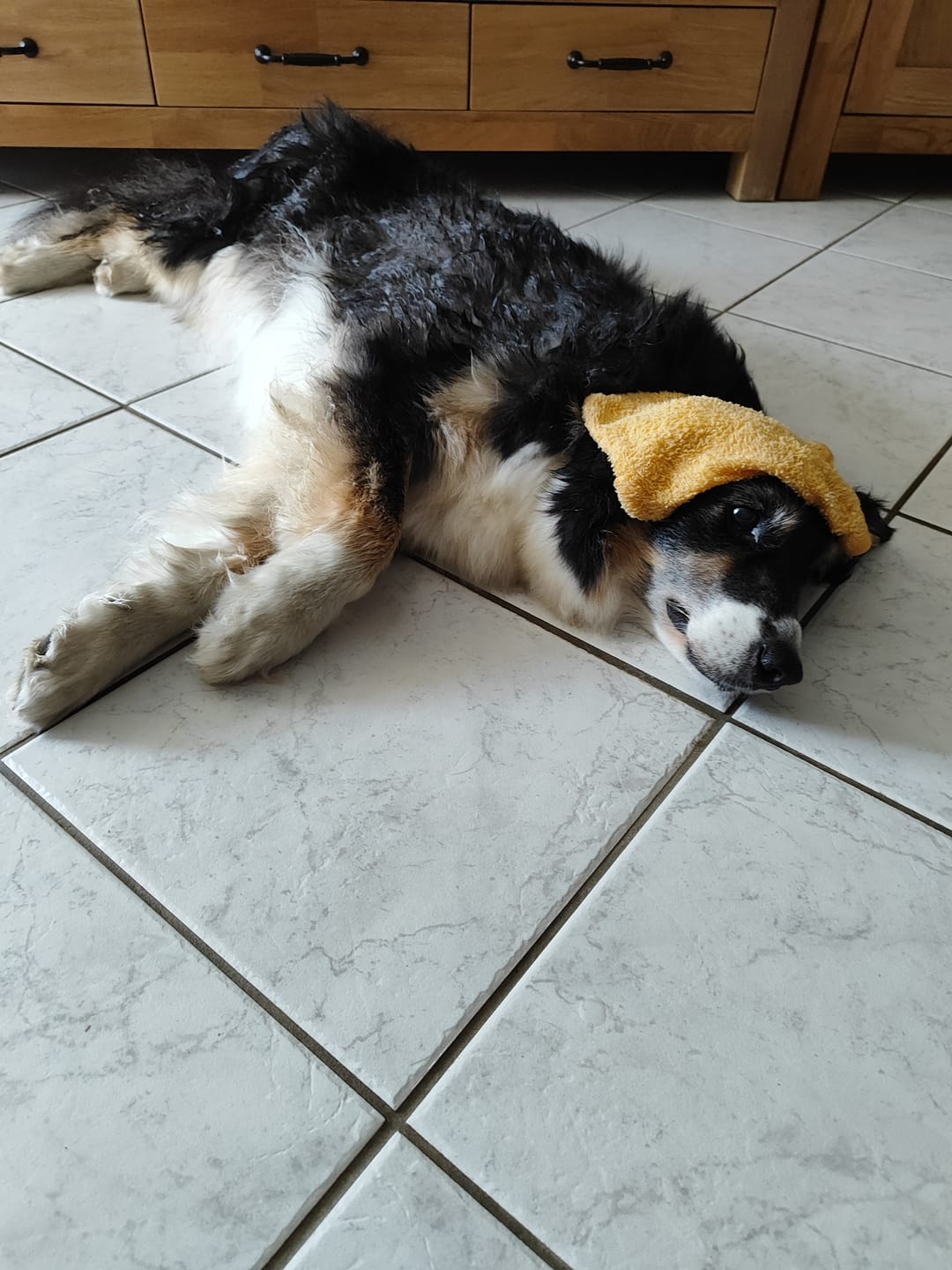 Customer photo review of Darmflora Test Basic Hund