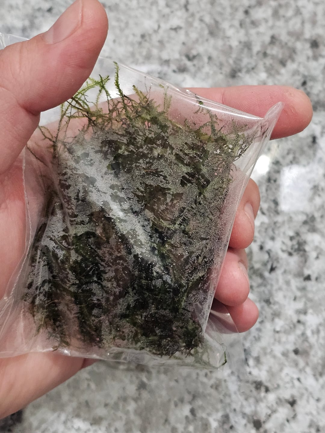 Customer photo review of Java Moss (Golf Ball Size)