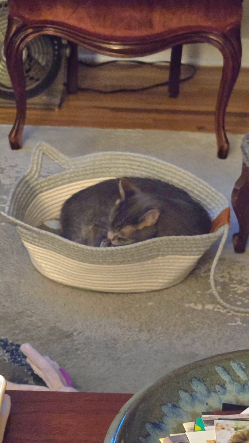 Panier Instinct gris et blanc avec un chat qui dort à l'intérieur.