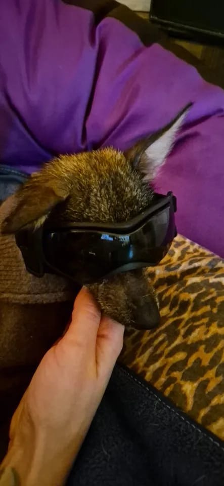 Customer photo review of CANLUX Pet - Gafas para Mascotas