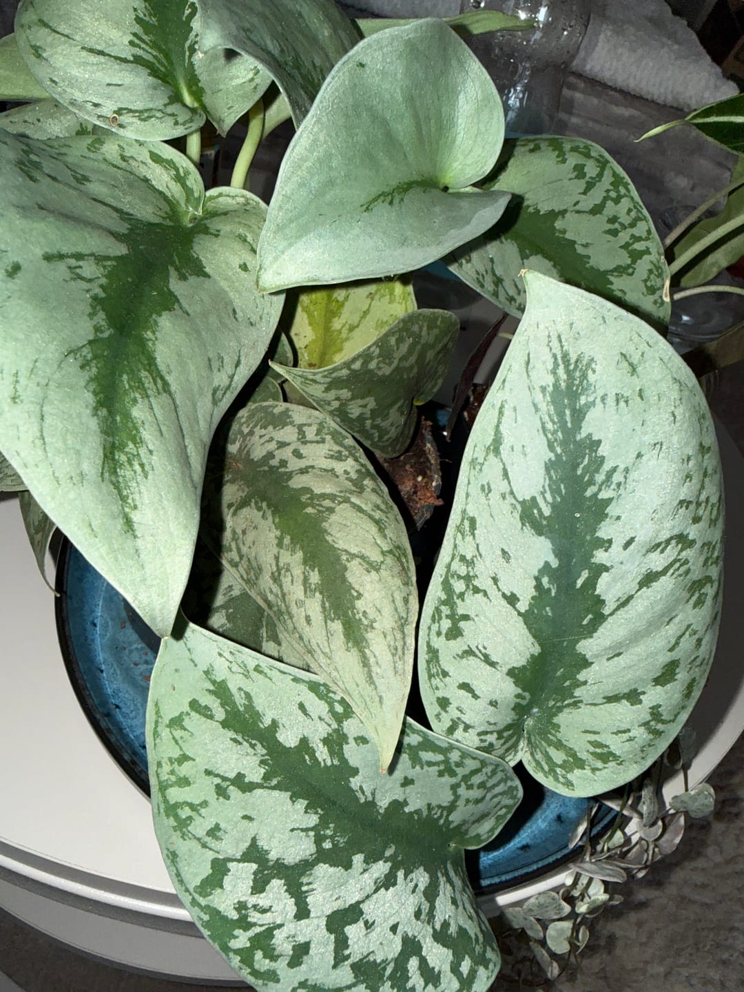 Customer photo review of SCINDAPSUS TREBIE BIG LEAF