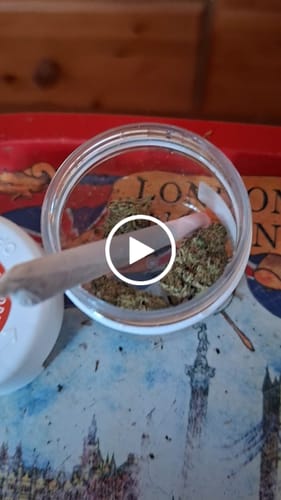 Customer video review of THC-A 31% Flower Biscotti Mintz