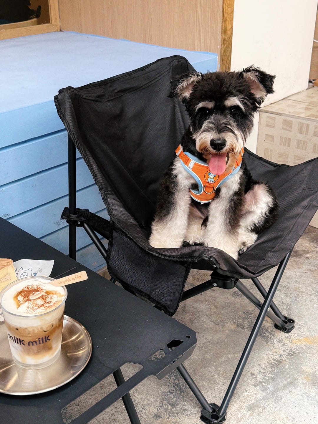 Customer photo review of Reflective No Pull Dog Harness