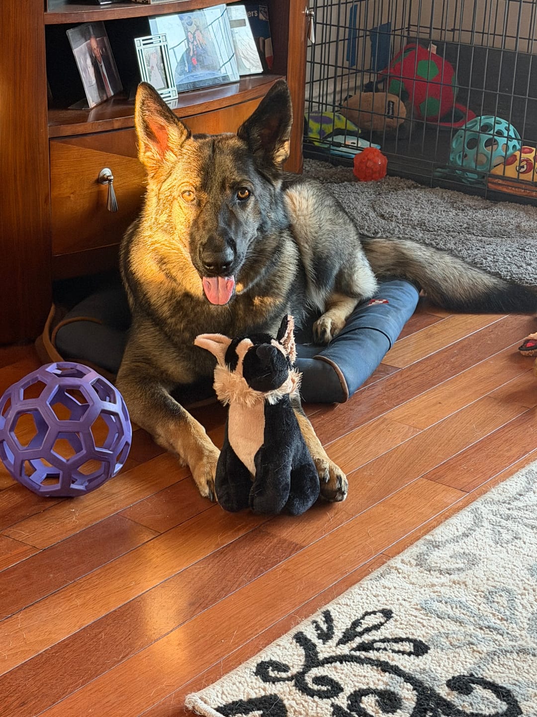 Customer photo review of 12 Inch Thick Braided Bully Stick
