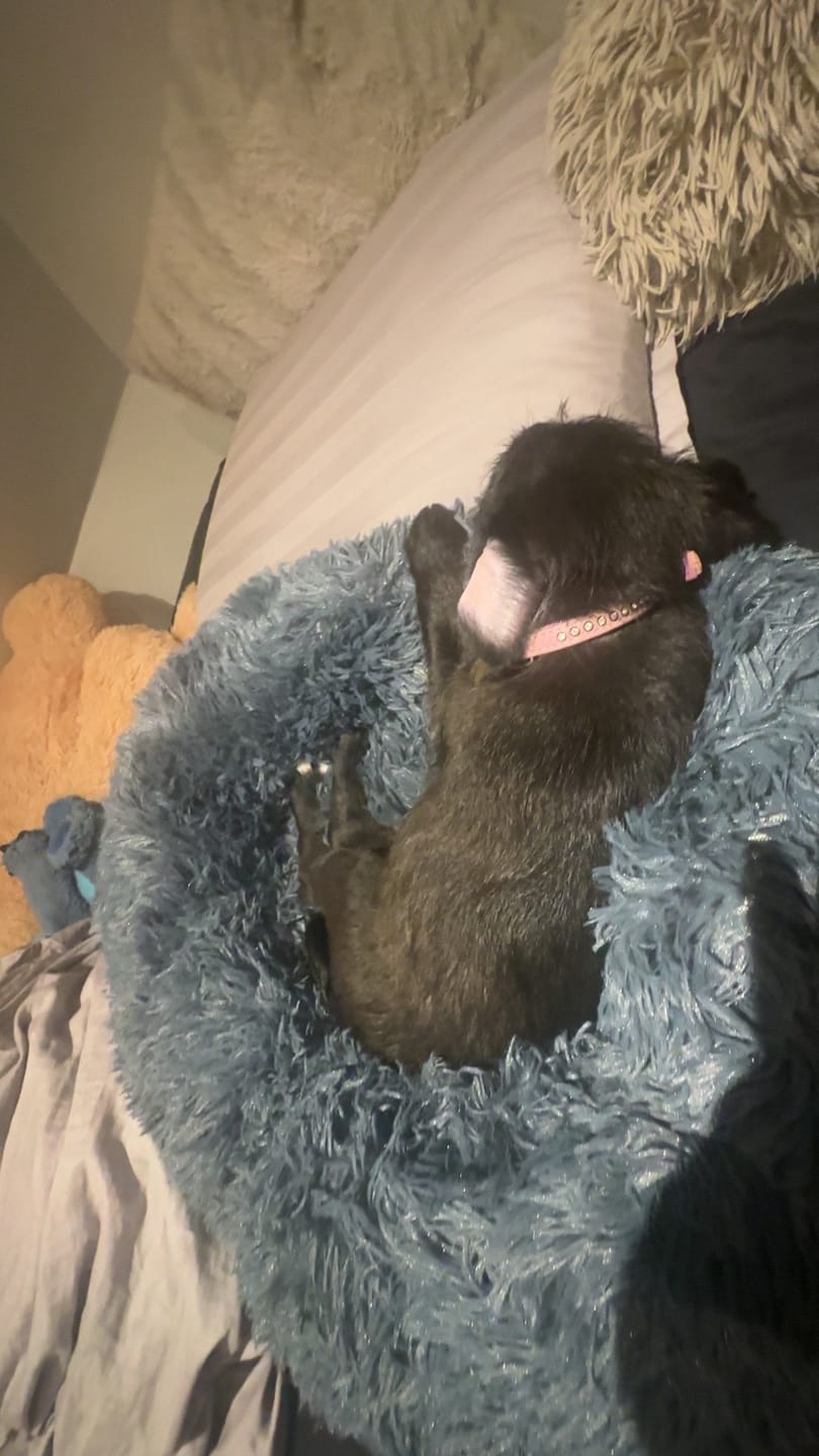 Customer photo review of Fluffy Donut Hundeseng, antracit grå
