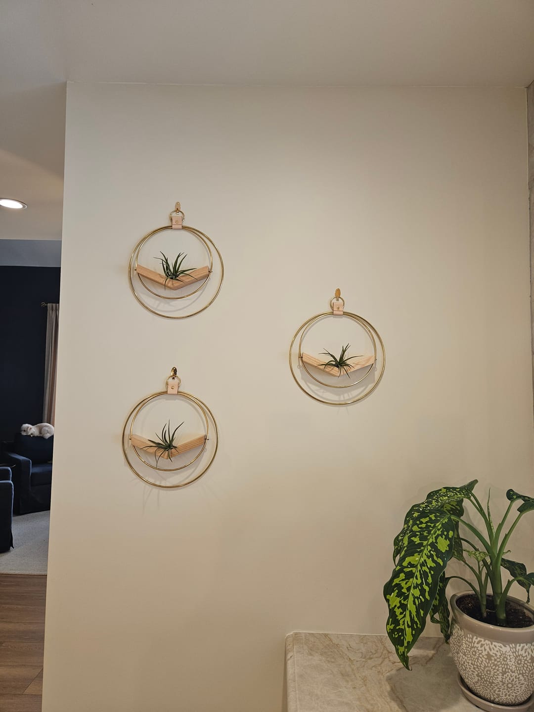 Customer photo review of Air Plant V-Hanger Trio
