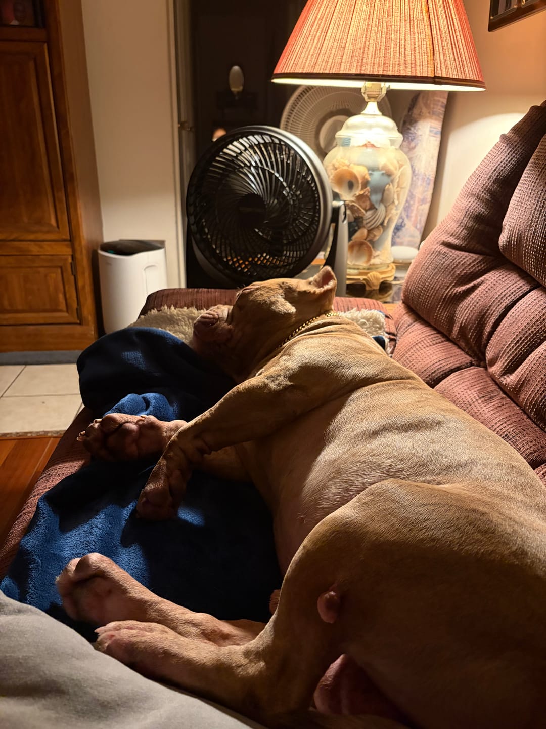 Customer photo review of FurLife™ - Flea & Tick Defense Chews