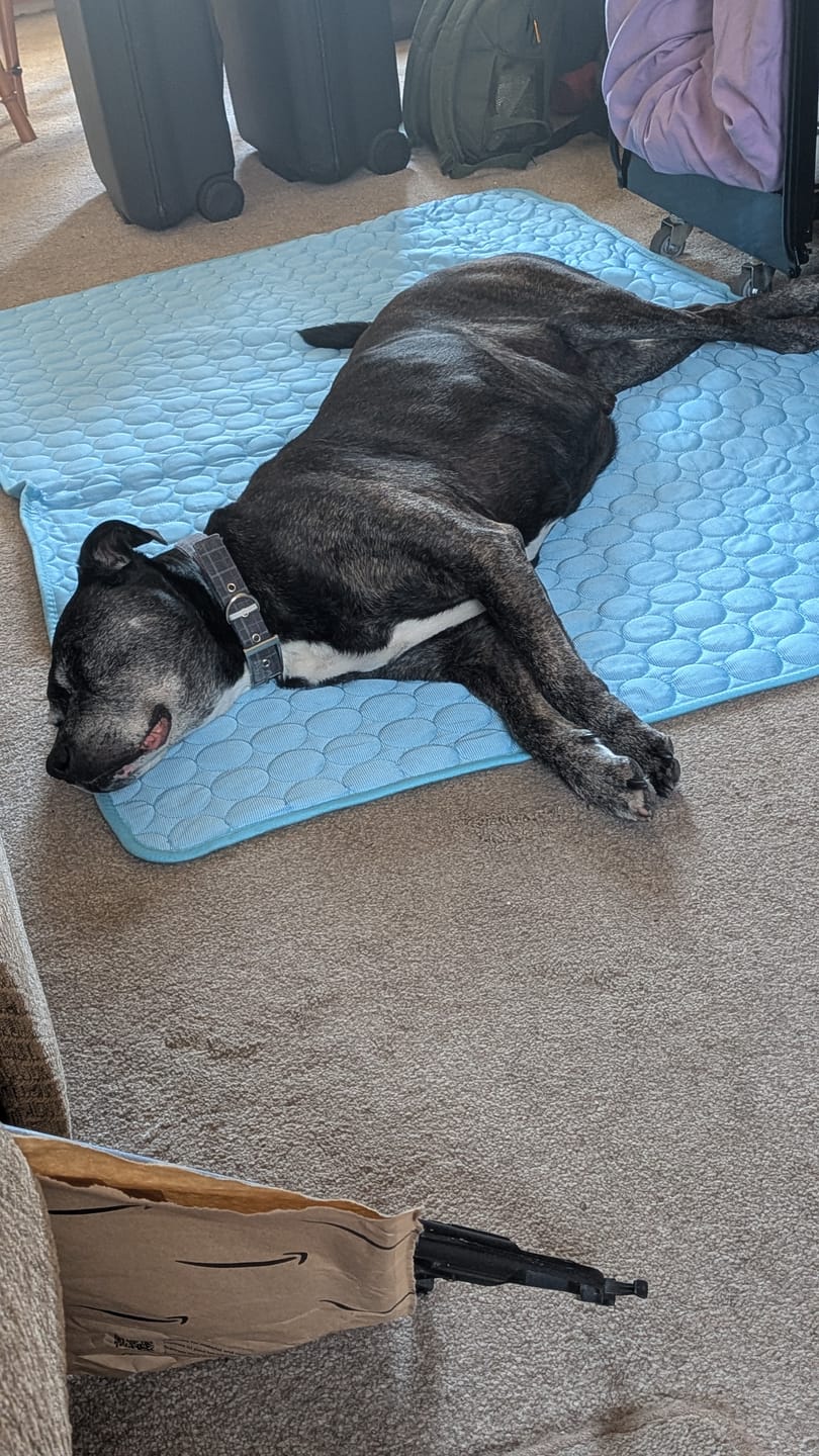 Customer photo review of The Ultimate Cooling Pet Mat