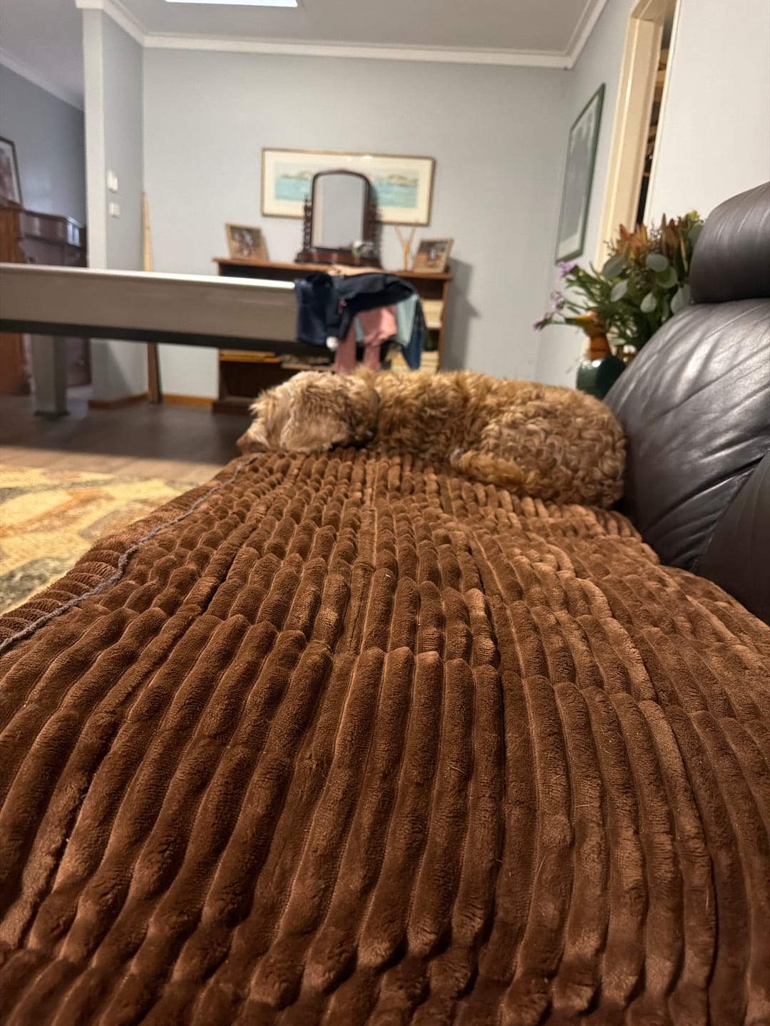 Customer photo review of Cosy Couch - Couch Cover