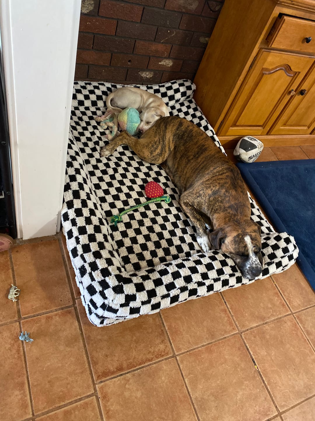 Customer photo review of Orthopedic Dog Bed Pet Mat Calming Checkered Plush Sofa Washable