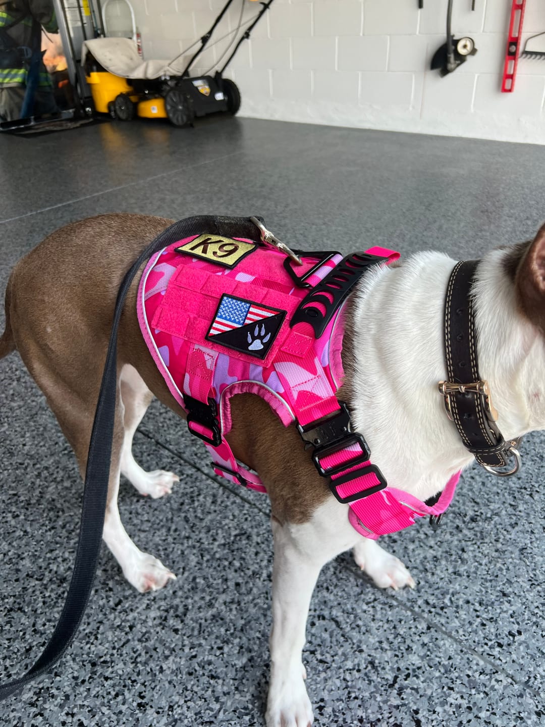 Customer photo review of USA Flag With Paw Hook & Loop Patch For Harness