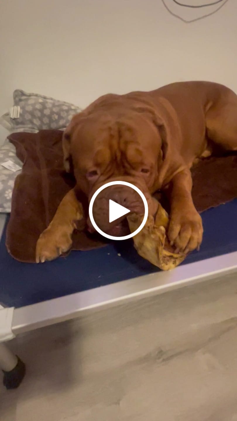 Customer video review of Chest Bone (11" x 6"x 3”): The Durable, Flavor-Packed Chew for Light and Moderate Chewers