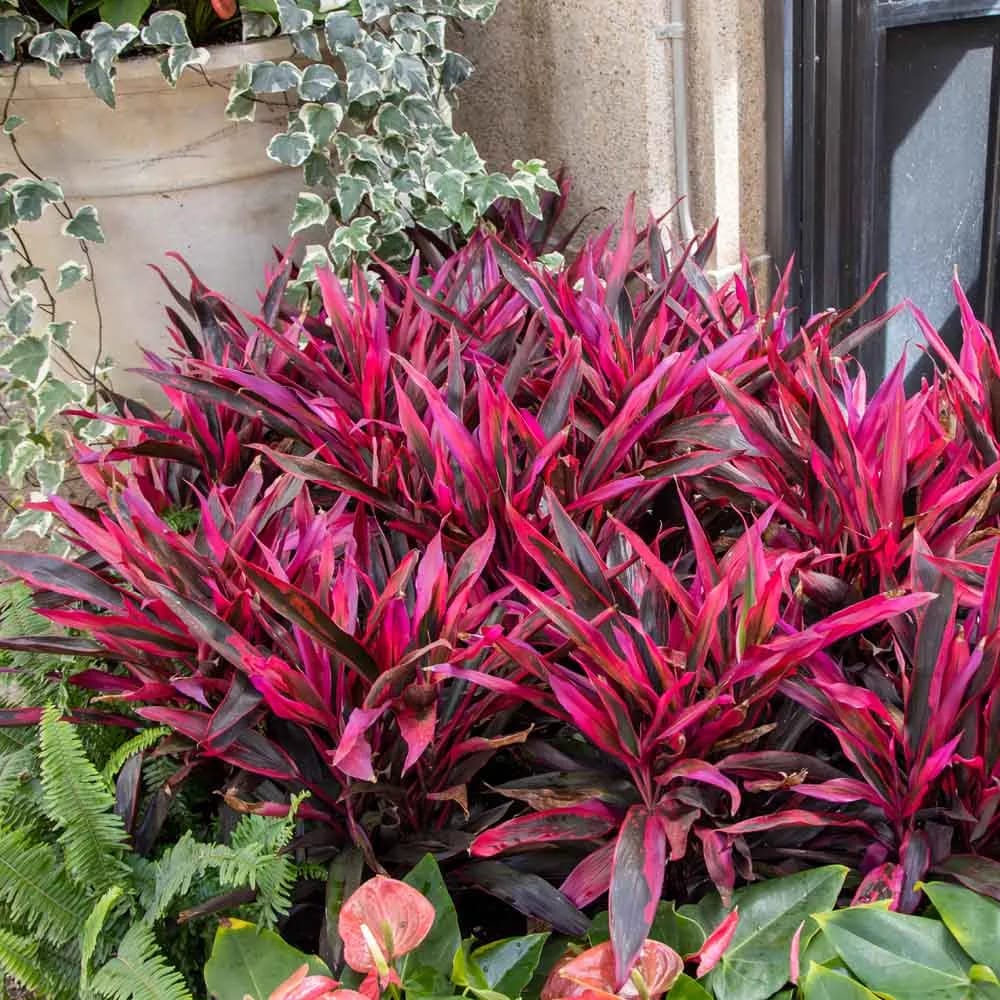 Customer photo review of 🔥Last Day 50% OFF🔥Large Realistic Artificial Boston Fern & Dragon's Blood Tree Plants
