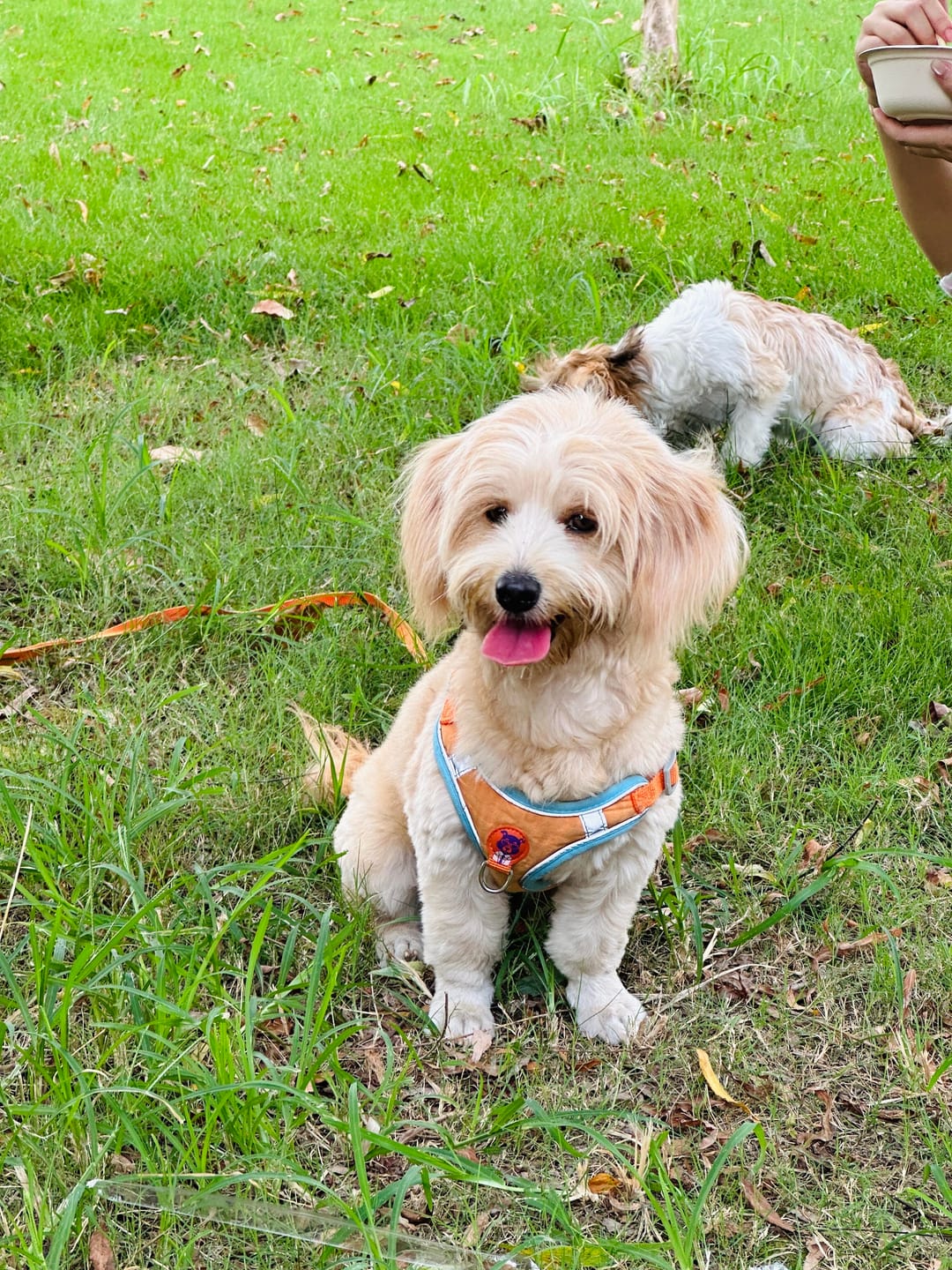 Customer photo review of Reflective No Pull Dog Harness