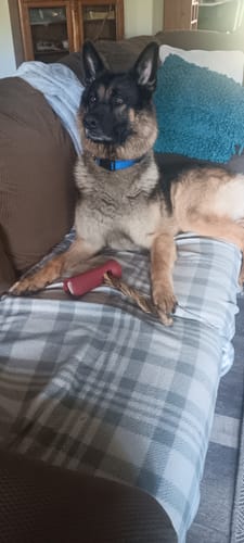 Customer's German Shepherd resting on a couch with a red Bully Stick Safety Holder and a chew stick.