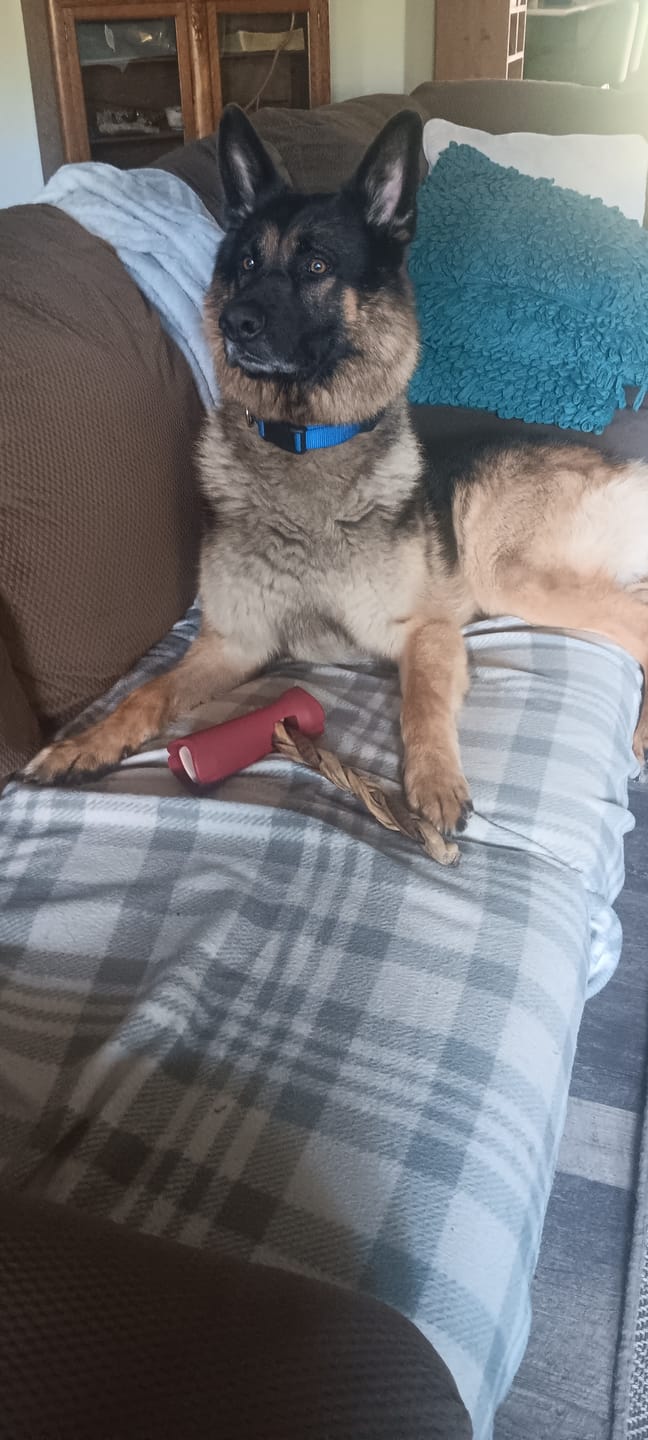 Customer photo review of Bully Stick Safety Holder