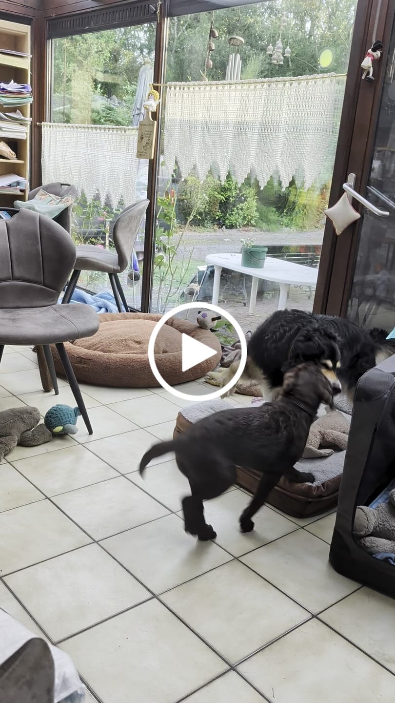 Customer video review of Pet Perfect Orthopedische Hondenmand - Model 3